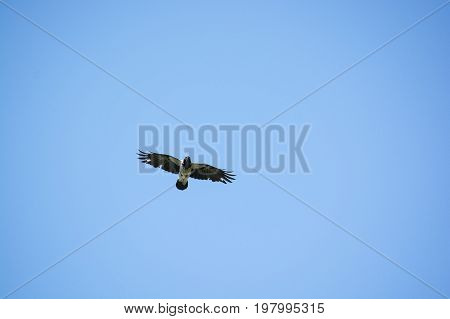 Flying Hooded crow or Corvus cornix with blue sky in the background