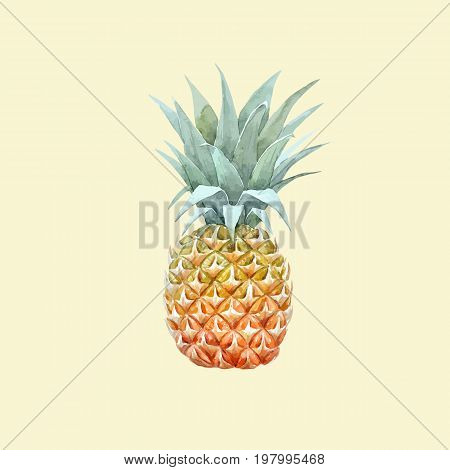 Beautiful vector illustration with hand drawn watercolor pineapple fruit on transparent background