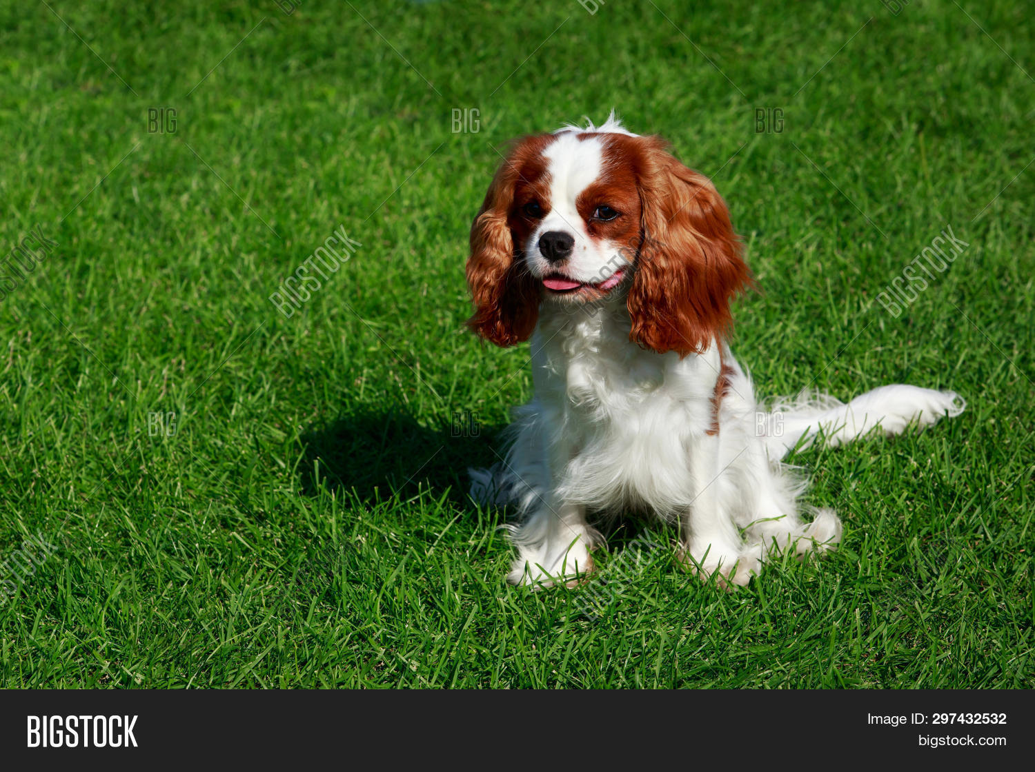 Dog Breed Cavalier Image & Photo (Free Trial) | Bigstock