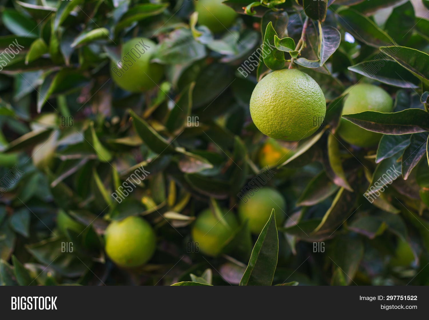 Harvest Tangerines Image & Photo (Free Trial) Bigstock