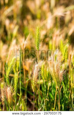 Hordeum Murinum, False Barley Background. Selective Focus.