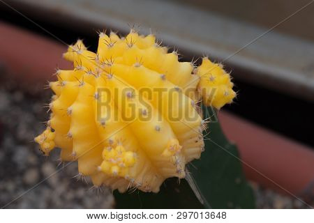 Closeup Of The Moon Cactus Created By The Yellow Gymnocalicium Mihanowichii Grafted Onto The Hylocer