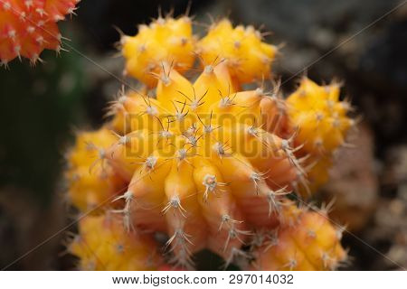 Closeup Of The Moon Cactus Created By The Yellow Gymnocalicium Mihanowichii Grafted Onto The Hylocer