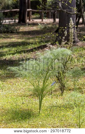 Large Plant (ferula Communis) Grows Close-up In Spring Park