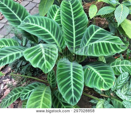 Beautiful Aglaonema's Leaves Ornamental With White And Green Color, Plants In The Garden.