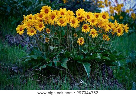 Arnica Or Balsamroot Flowers In Full Bloom Near Leavenworth. Washington. United States