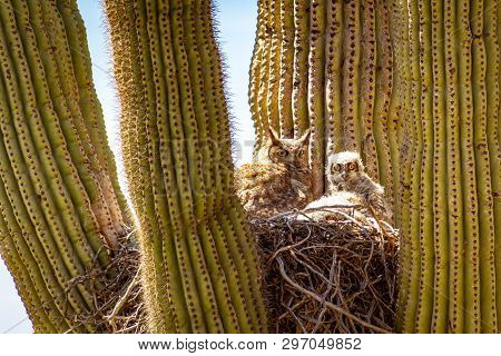 A Great Horned Owl And Her Baby Living In A Nest In A Cactus In The Desert Of Arizona.