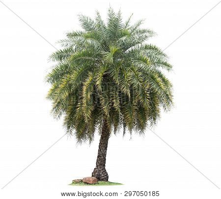 Isolated Big Palm Tree On White Background.large Palm Trees Database Botanical Garden Organization E