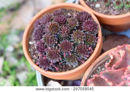 Succulents Or Cactus In A Garden. Hens And Chicks Plant Succulent Plant In Flower Pot. Close Up Imag