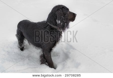 Schnee-Hund