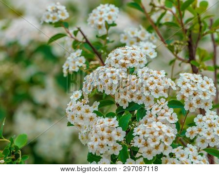 Branch Of Spiraea Nipponica In Full Bloom Under The Morning Sun.