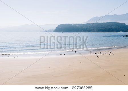 Scenic View Of A Flock Of Seagulls On Hazy Beach