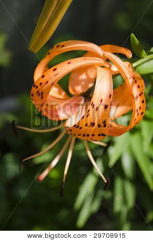 Tiger Lily