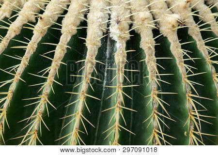 Closeup Of Spines On Big Globular Cactus, Background Cactus With Spines