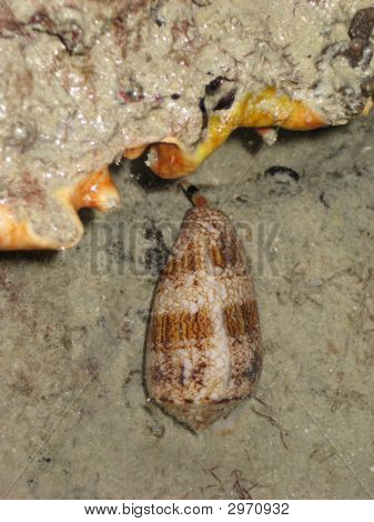 Coneshell