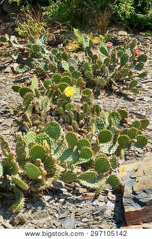 Opuncia Cactus Texture