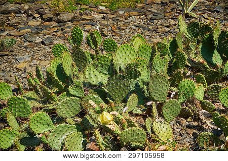 Opuncia Cactus Texture