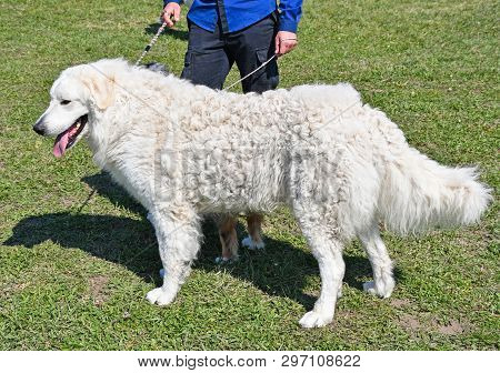 Large Kuvasz Shepherd Dog Outdoor Outdoor In Spring Time