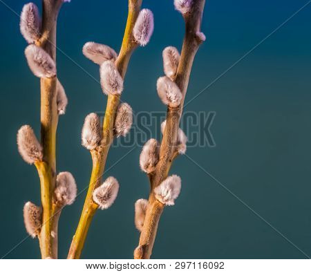 Willow Flower Blooms Against A Blue Sky