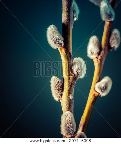 Willow Flower Blooms Against A Blue Sky