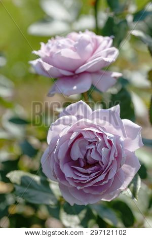 Blooming Mauve Or Mauve Blend Rose In The Garden On A Sunny Day.