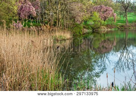 Meadow Reeds And Lake In Holmdel Park In Monmouth County Nj.