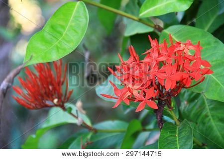 Red Ixora Flower (spike Flower Or Ixora Coccinea Flower). Red Ixora Blooming With Natural Background