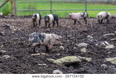 Saddleback Piglets In A Muddy Pig Pen