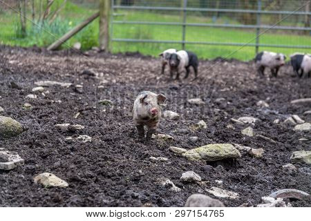 Saddleback Piglets In A Muddy Pig Pen