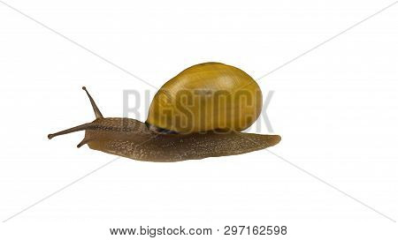 Forest Snail, Cepaea Nemoralis On A White Background