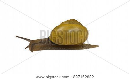 Forest Snail, Cepaea Nemoralis On A White Background