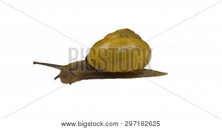 forest snail, Cepaea nemoralis on a white background