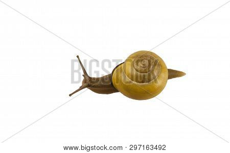 Forest Snail, Cepaea Nemoralis On A White Background