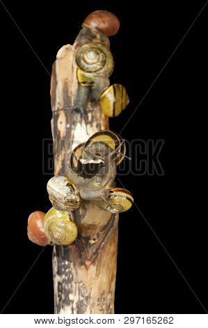 Group Forest Snail, Cepaea Nemoralis Sits On The Branch