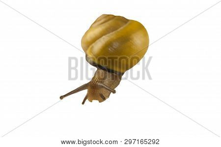 Forest Snail, Cepaea Nemoralis On A White Background