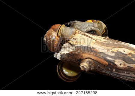 Group Forest Snail, Cepaea Nemoralis Sits On The Branch