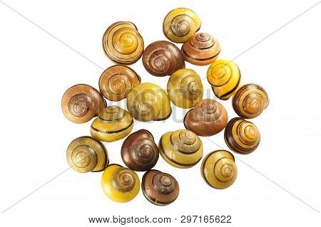 Scattering Of Shells Of Forest Snail Cepaea Nemoralis On White Background