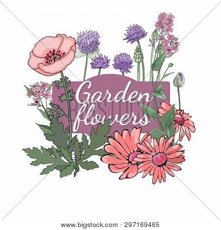 Floral Set. Summer And Spring Isolated Garden Flowers.