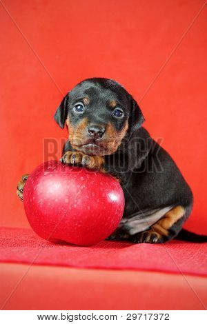 Lille Pinscher hvalp