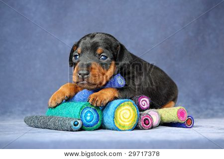 Lille Pinscher hvalp