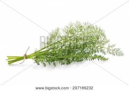 Wild Fennel Bunch Isolated On White Background