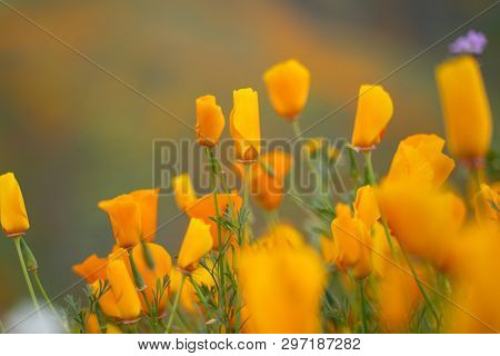 Closed California Golden Poppies During A Superbloom Year