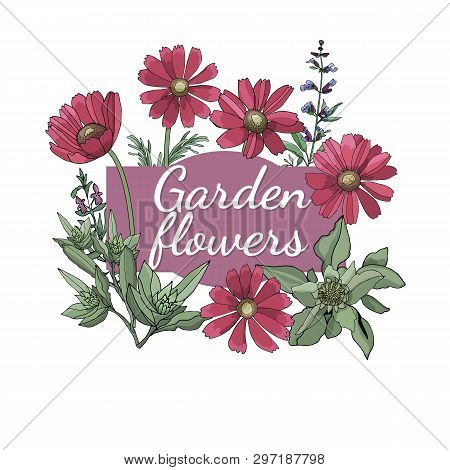 Floral Set. Summer And Spring Isolated Garden Flowers.