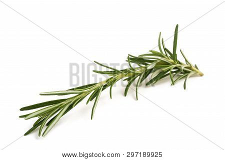 Rosemary Sprig Isolated On A White Background