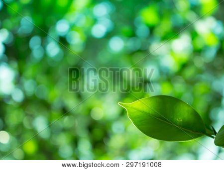 Tree Leaf Cloes-up, The Leaf In Nature Background, Natural Bokeh Background