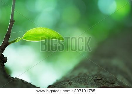 Tree Leaf Cloes-up, The Leaf In Nature Background, Natural Bokeh Background