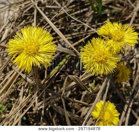 The First Spring Sunny Flower, The Symbol Of The Sun. Three Coltsfoot Flowers