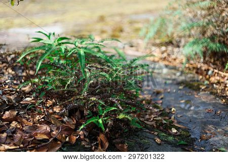 The Trees In The Forests Are Lush. Fresh Green Available With A Very Natural.