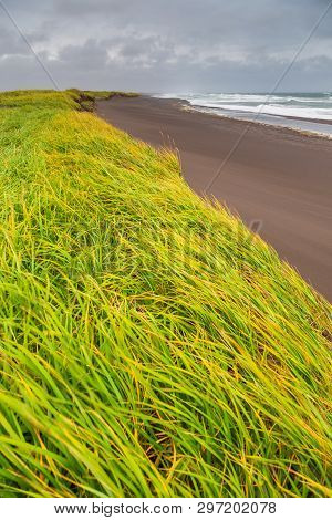 View Of The Waved Waves Of The Avachinskaya Bay , Avacha Bay And Volcanic Beaches. High Grass Growin