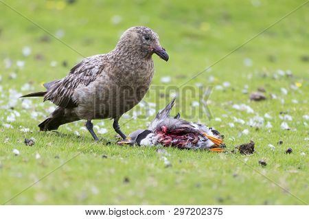 Great Skua Standing On A Green Grass Eating A Puffin It Killed